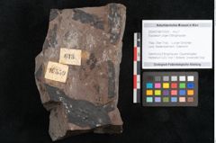 Foto (Objekt + Etikett) von Equisetum ungeri Ettingshausen (NHMW-GEO-2024-0188-10559)